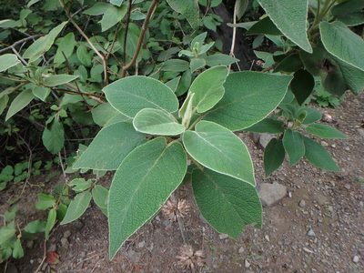 Sideritis canariensis, photographed by Daniel Cahen