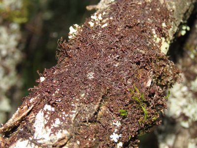 Frullania nisquallensis, photographed by Erin Springinotic