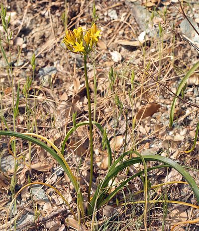 Triteleia crocea, photographed by Steve Matson