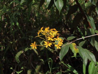 Epidendrum melinanthum, photographed by Juan C. Espinosa