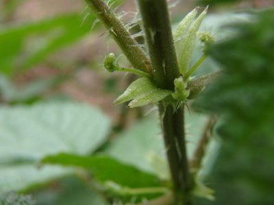 Urtica morifolia, photographed by Daniel Cahen