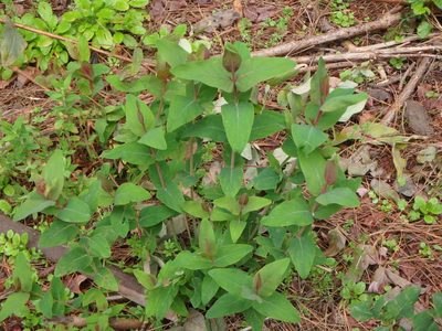 Hypericum grandifolium, photographed by Daniel Cahen