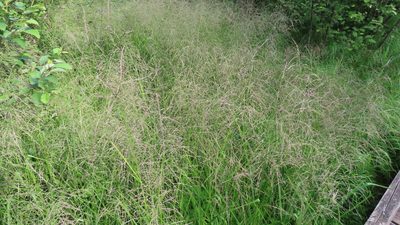 Glyceria striata, photographed by Jason Swanson