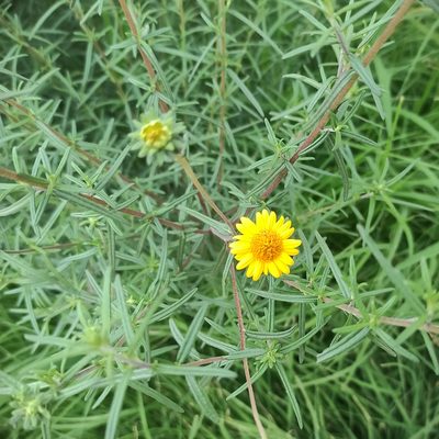 Viguiera linearis, photographed by Juan Carlos Fonseca Mata