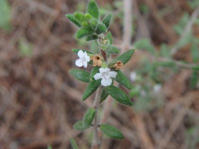 Micromeria ericifolia, photographed by Daniel Cahen
