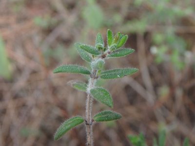 Micromeria ericifolia, photographed by Daniel Cahen