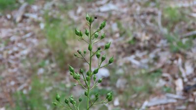 Scrophularia lanceolata, photographed by Jason Swanson