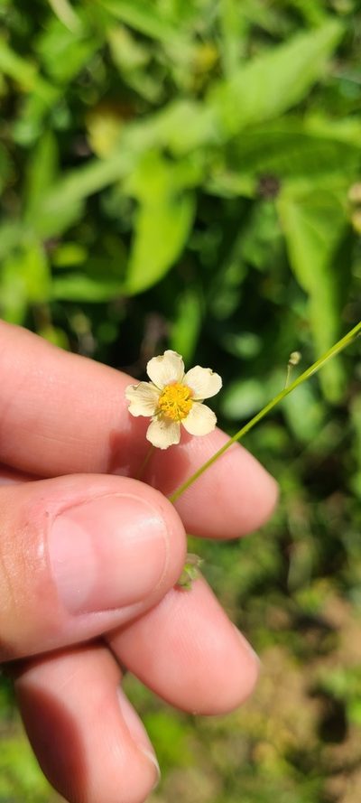 Wissadula periplocifolia, photographed by ritirene