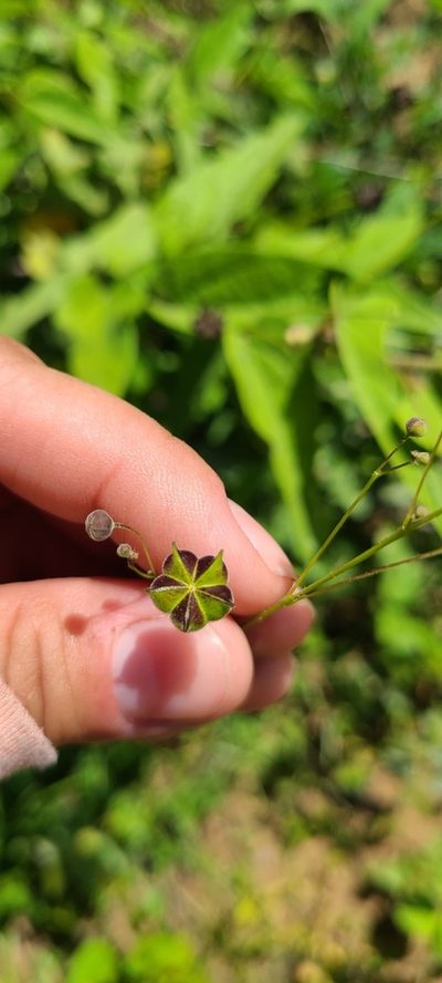 Wissadula periplocifolia, photographed by ritirene