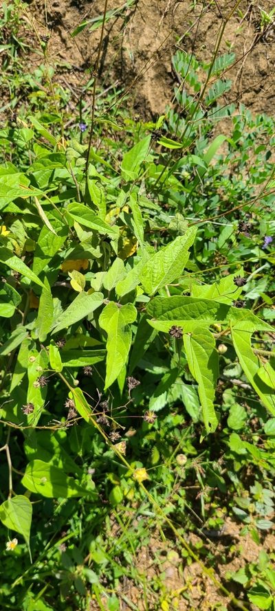 Wissadula periplocifolia, photographed by ritirene