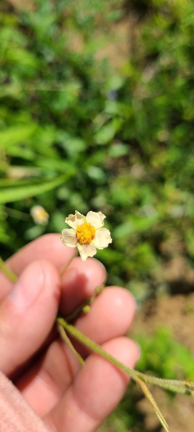 Wissadula periplocifolia, photographed by ritirene