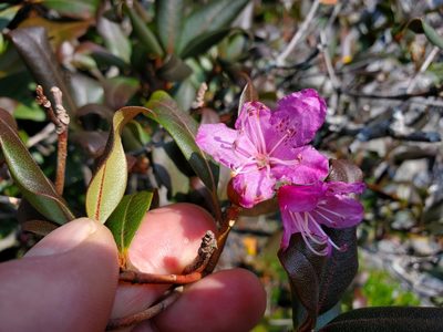 Rhododendron smokianum, photographed by Will Kuhn
