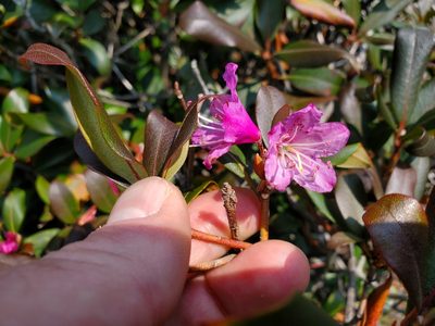 Rhododendron smokianum, photographed by Will Kuhn