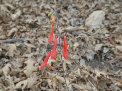 Penstemon rostriflorus, photographed by Eric Johnson
