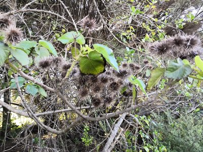 Entelea arborescens, photographed by Bevan Weir