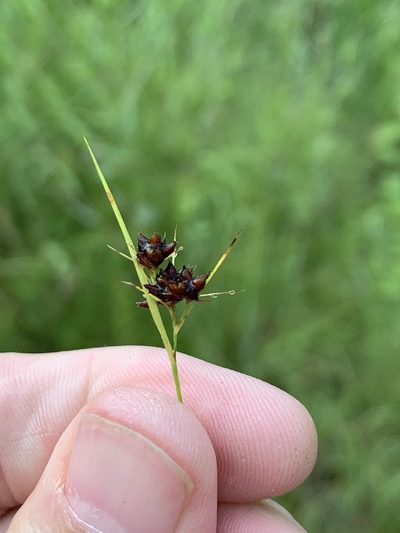 Rhynchospora globularis, photographed by jrrigby