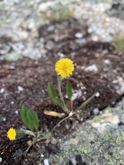 Hieracium triste, photographed by WRadies