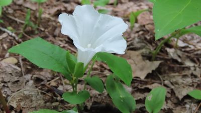 Calystegia spithamaea, photographed by Jason Swanson