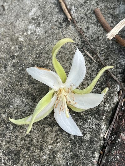 Pterospermum heterophyllum, photographed by Yj