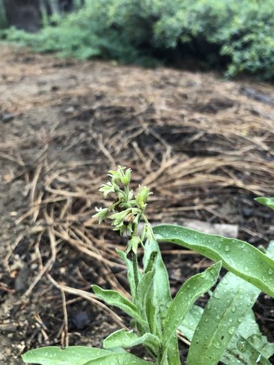 Andersonglossum occidentale, photographed by Nicholas Wei