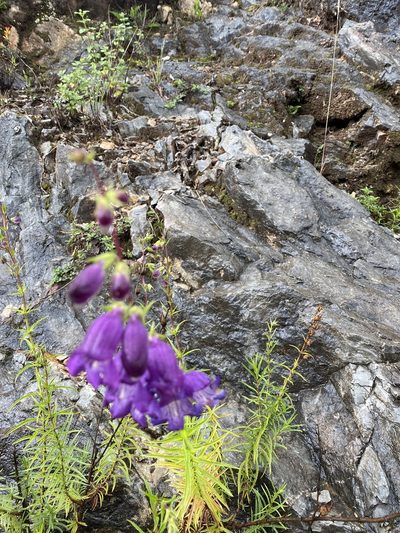 Penstemon campanulatus, photographed by Francisco Gomez