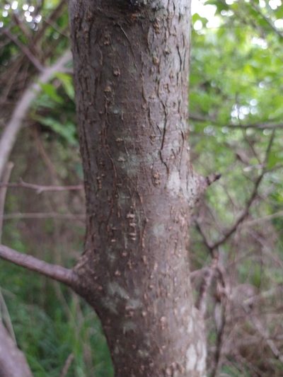 Bursera penicillata, photographed by Abraham Sánchez Romero