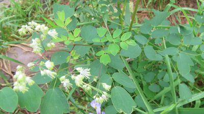 Thalictrum dasycarpum, photographed by Jason Swanson