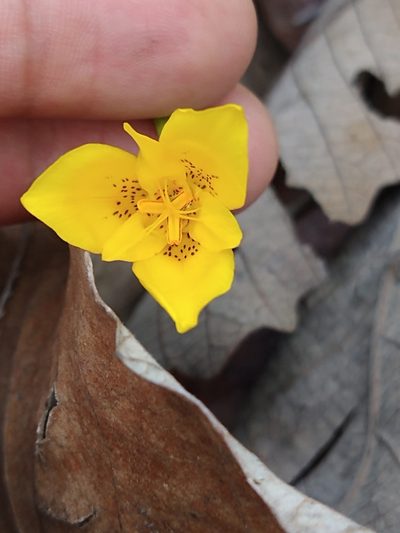 Tigridia dugesii, photographed by Abraham Sánchez Romero