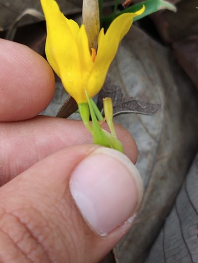 Tigridia dugesii, photographed by Abraham Sánchez Romero