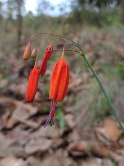 Bessera elegans, photographed by Abraham Sánchez Romero