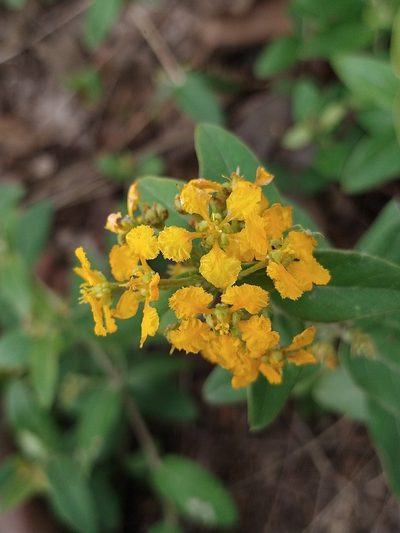 Aspicarpa brevipes, photographed by Abraham Sánchez Romero