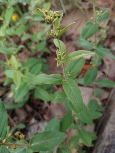 Aspicarpa brevipes, photographed by Abraham Sánchez Romero