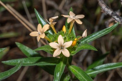 Collomia grandiflora, photographed by Don Loarie