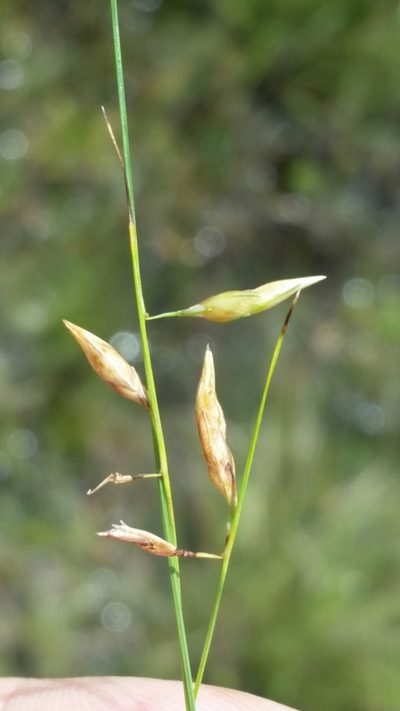 Rhynchospora galeana, photographed by Jay Horn