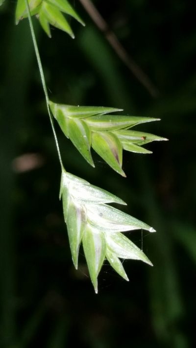 Chasmanthium nitidum, photographed by Jay Horn