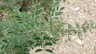 Indigofera lindheimeriana, photographed by Chris Hughes