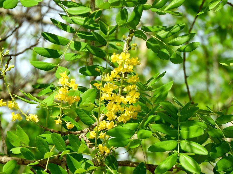 Coulteria platyloba, photographed by Francisco Farriols Sarabia