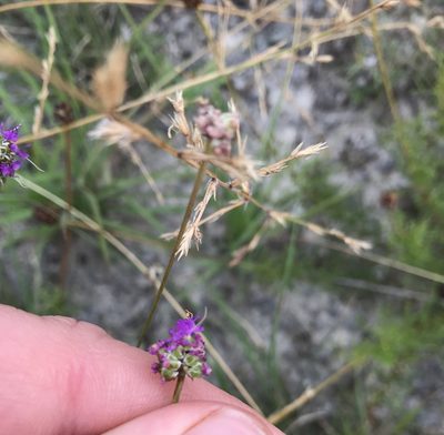 Dalea tenuis, photographed by Tyler Cannon
