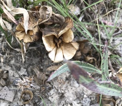 Oenothera macrocarpa, photographed by Tyler Cannon