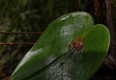 Pleurothallis cordata, photographed by desertnaturalist