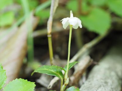 Chimaphila japonica, photographed by ITÔ, Hiroki