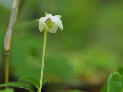 Chimaphila japonica, photographed by ITÔ, Hiroki