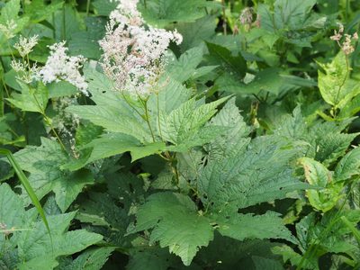 Filipendula camtschatica, photographed by ITÔ, Hiroki