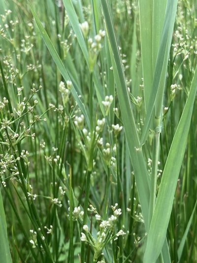 Juncus subnodulosus, photographed by Andre Hosper