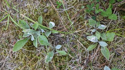 Antennaria parlinii, photographed by velodrome