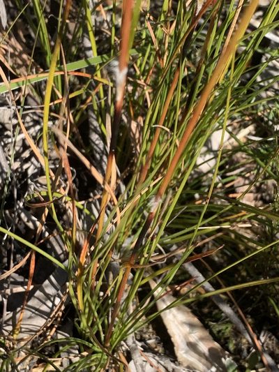 Schoenus villosus, photographed by Guy Taseski