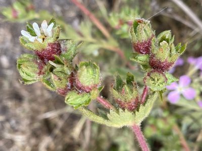 Potentilla californica, photographed by Cricket Raspet