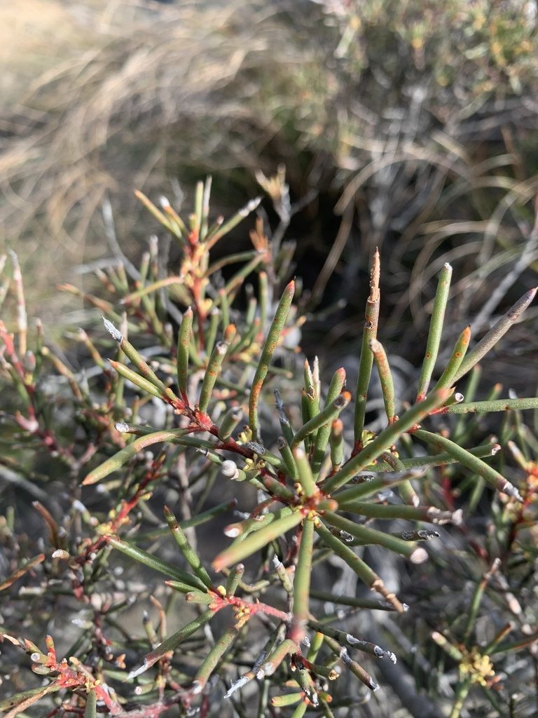 Hakea pachyphylla, photographed by Guy Taseski