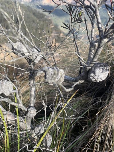 Hakea pachyphylla, photographed by Guy Taseski
