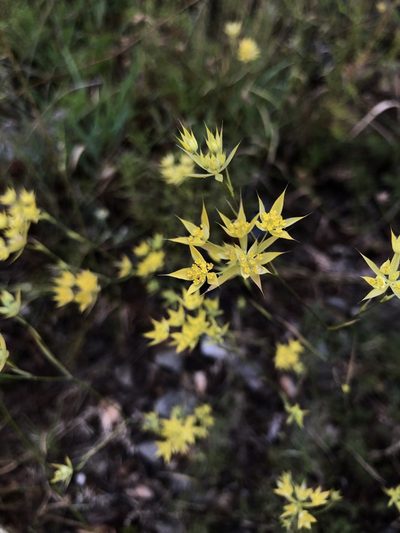 Bupleurum veronense, photographed by Conrad Altmann